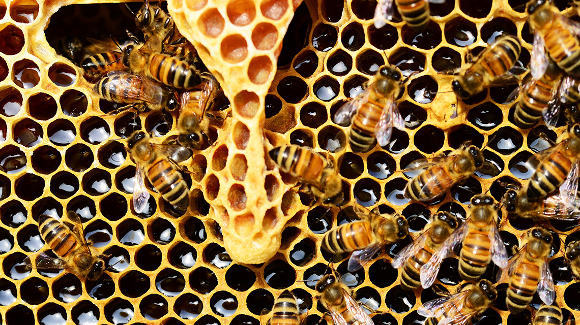 schlüsselgene bei Honigbienen zur Abwehr von Krankheiten entdeckt