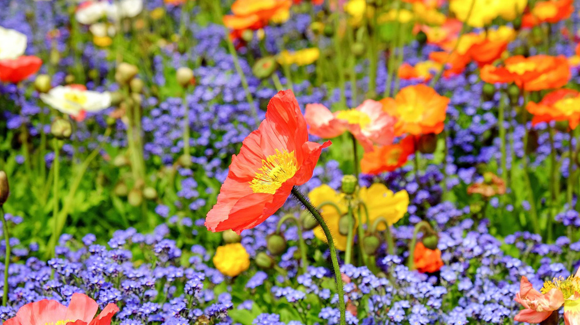 Feld mit Sommerblumen, Biodiversität verbessern