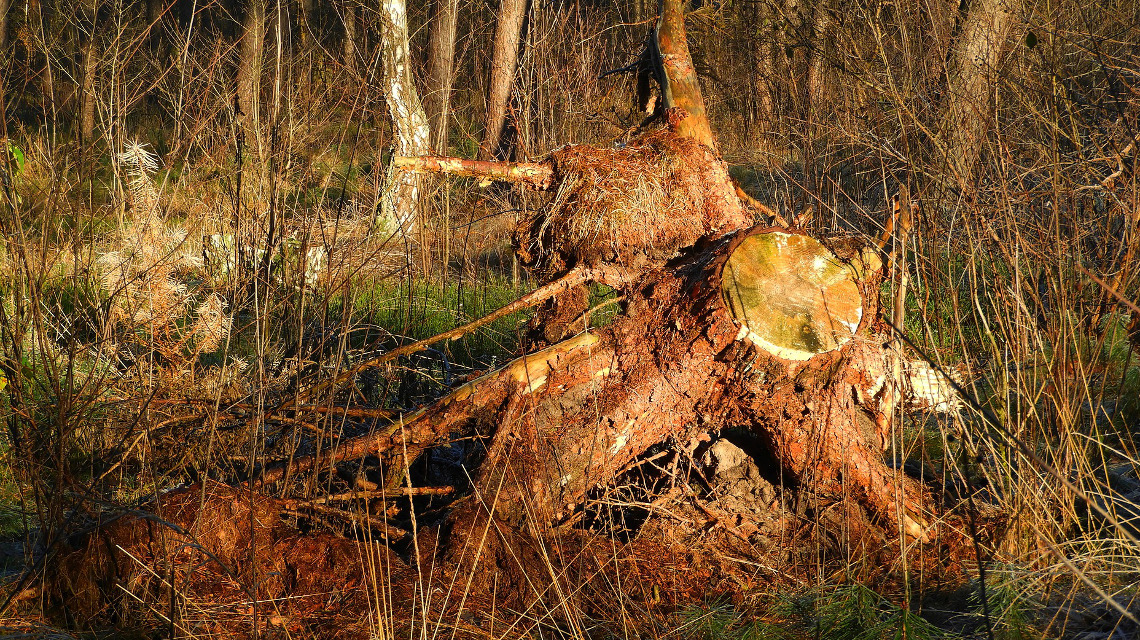 Totholz ist lebensraum für Mikroorganismen und Insekten und somit für die Biodiversität des Waldes entscheidend.