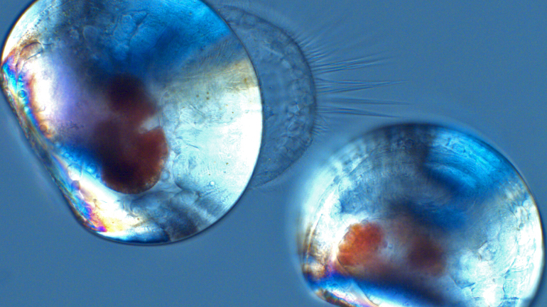 Unter dem Polarisations-Mikroskop werden die etwa 0,2 Millimeter breiten Schalen der Miesmuscheln und ihr Velum sichtbar, mit dem die Larven schwimmen und Nahrung aufnehmen.