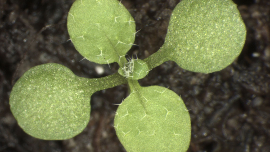 Ein 12 Tage alter Keimling der Modellpflanze Ackerschmalwand (Arabidopsis)