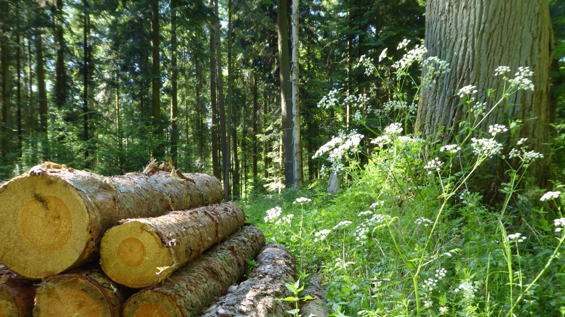 Für den Wald ist Stress normal – die Zunahme der Störungen durch den Klimawandel hingegen nicht.