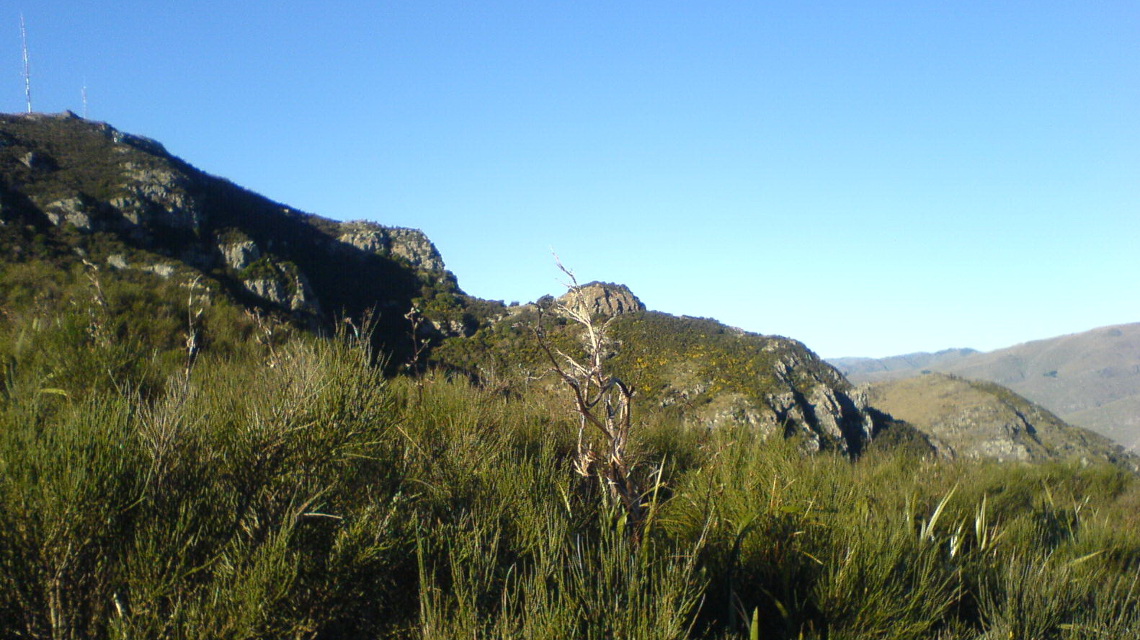 Besenginster (Cytisus scoparius), eine Pflanze, die ursprünglich aus Europa stammt, in Neuseeland eingedrungen.