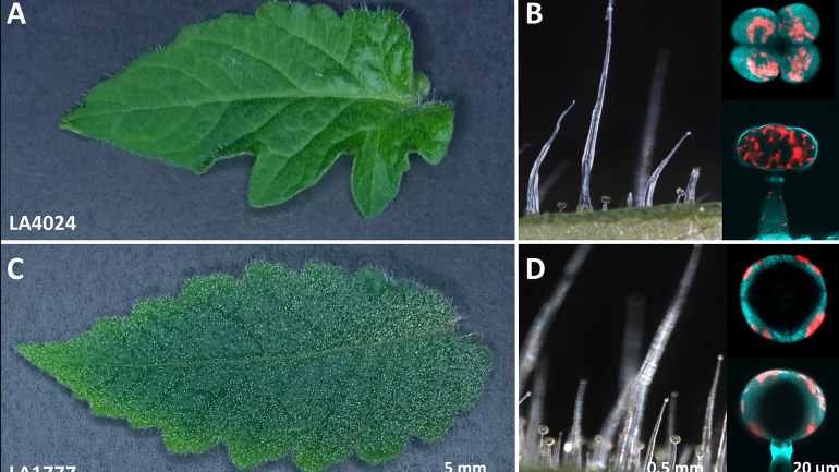 Glanduläre Trichome der Kulturtomate Solanum lycopersicum (A) und einer wildwachsenden Art, Solanum habrochaites (C). Rechts: mikroskopische Aufnahmen.
