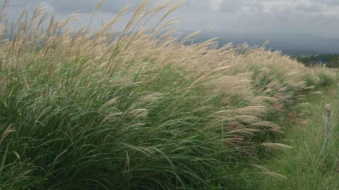 Forscher wollen Chinaschilf (Miscanthus sinensis) als Biomasse zur Energiegewinnung und Ausgangsstoffe für neue Produkte etablieren.