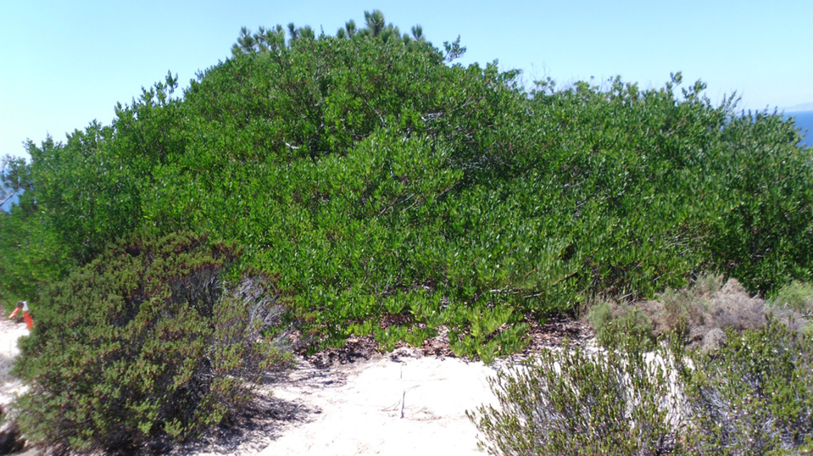 Die aus Ausstralien stammende Akazie Acacia longifolia breitet sich in vielen Ökosystemen weltweit unkontrolliert aus.
