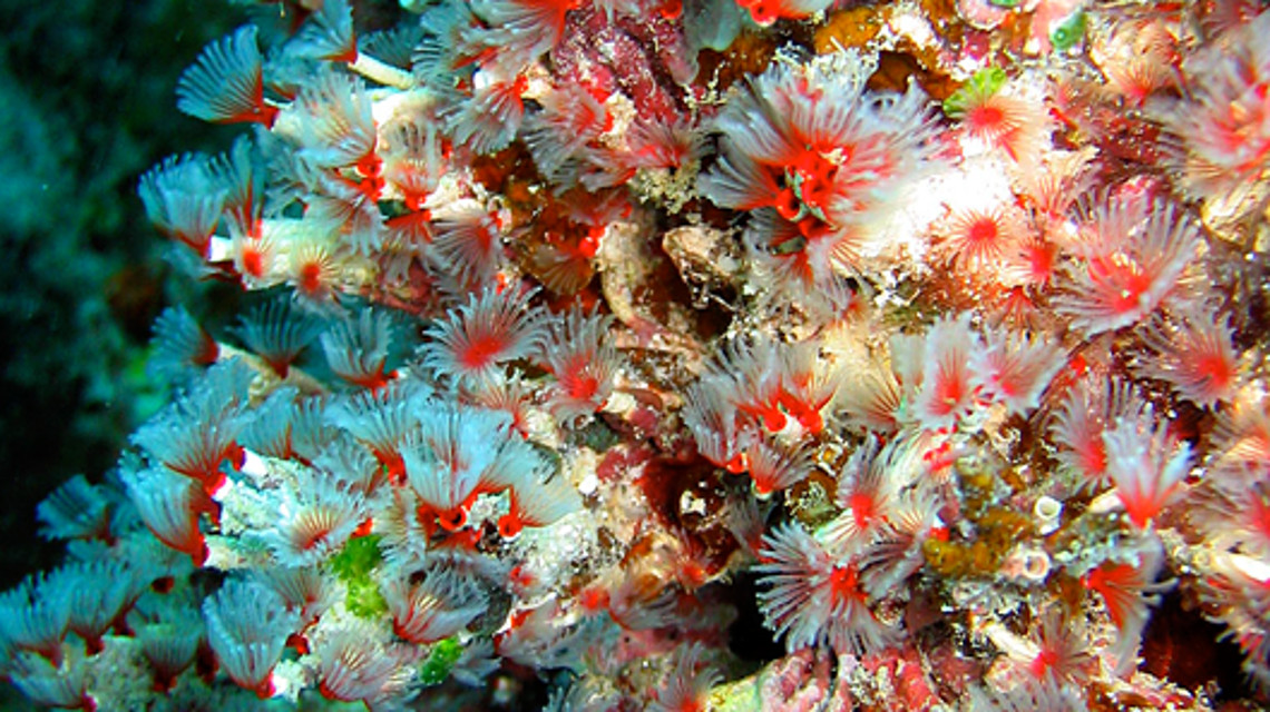 Besonders wirbellose Meerestiere sind in Gen-Datenbanken noch unterrepräsentiert.