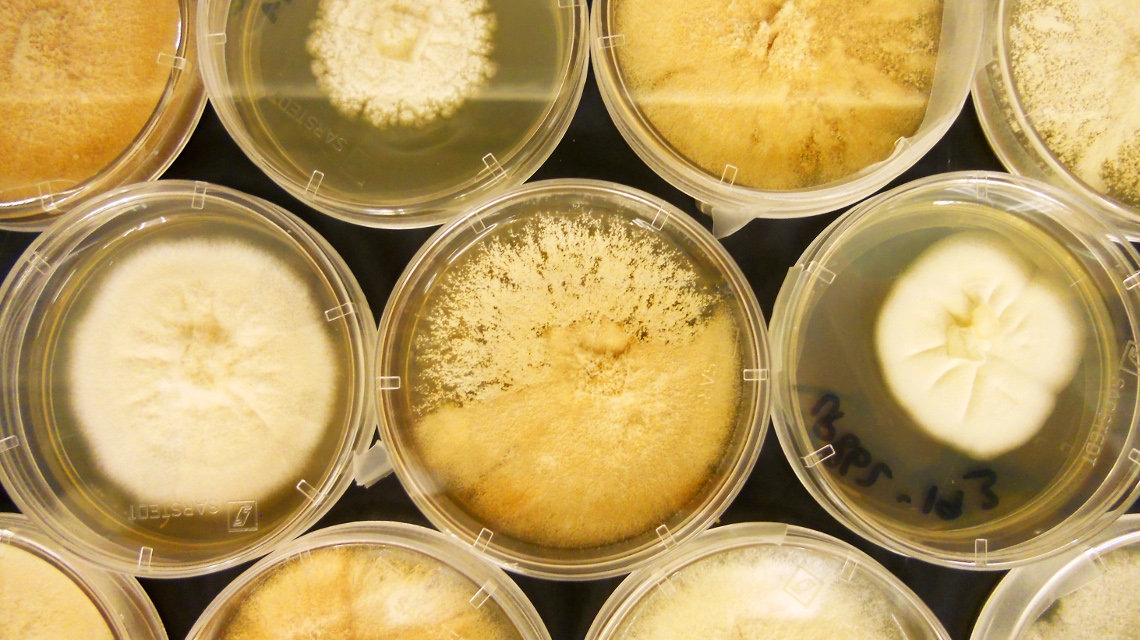 Die marine Pilzkultur Scopulariopsis brevicaulis bei der Kultivierung im Labor.