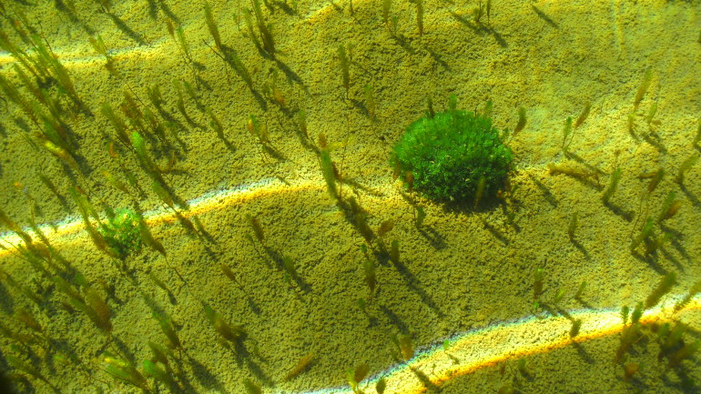 Armleuchteralgen-Polster in einem sehr nährstoffarmen See. Dieses Foto aus dem patagonischen Hochandenbereich zeigt einen See, wie er in Deutschland nicht mehr zu finden ist.