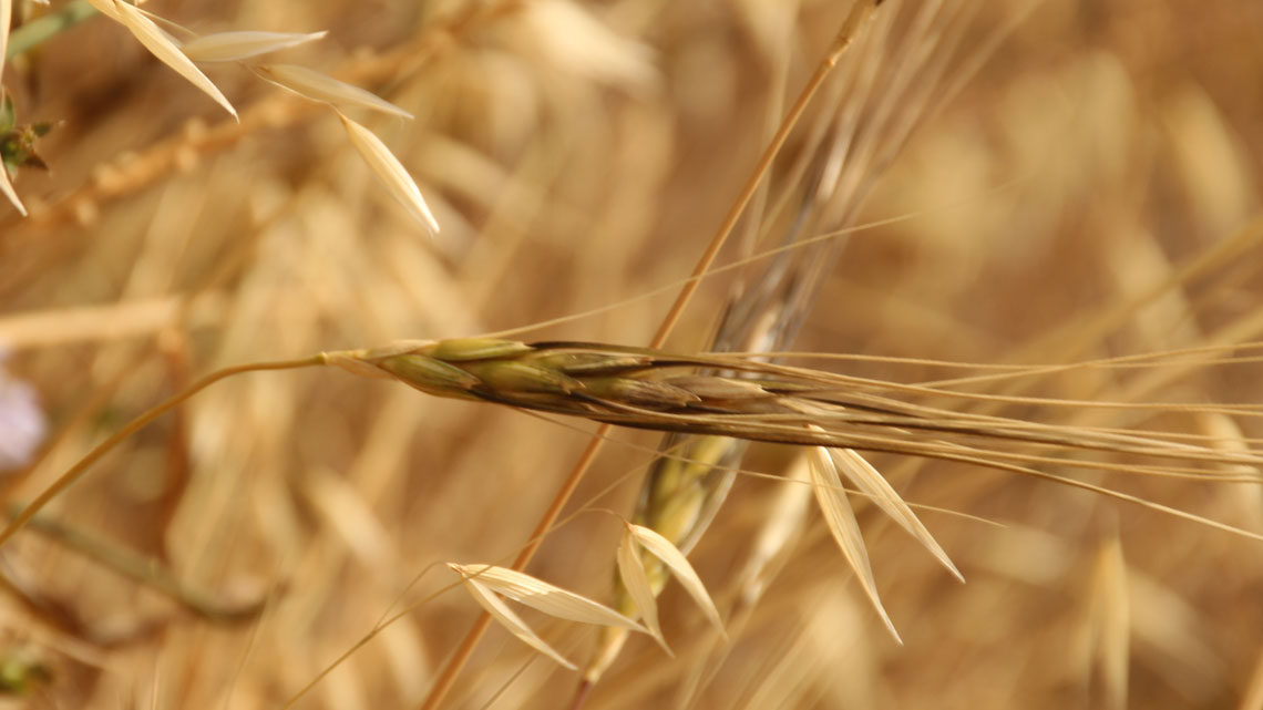 Unser Weizen stammt vom Wilden Emmer ab. Nun haben Pflanzenforscher das Genom des Getreides entschlüsselt.