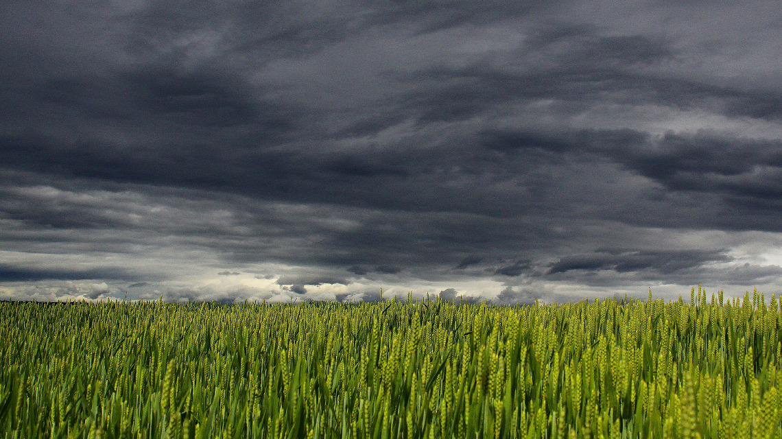 Dunkle Wolken überm Weizenfeld