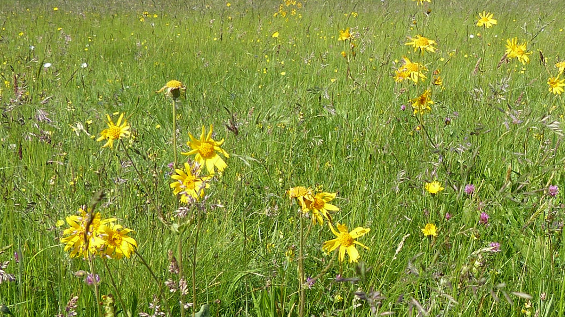 Wiese mit der gelb blühenden Wild- und Heilpflanze Arnika (Arnika montana). 