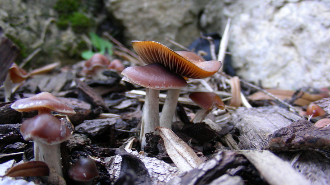 Der Pilz Psilocybe cyanescens, auch bläuender Kahlkopf genannt, ist ein stark psilocybinbildender Pilz.