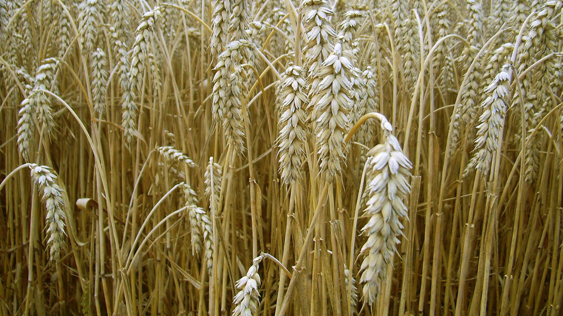 Mithilfe neuer mathematischer Formeln können Klimaauswirkungen auf Weizenerträge besser vorhergesagt werden. 