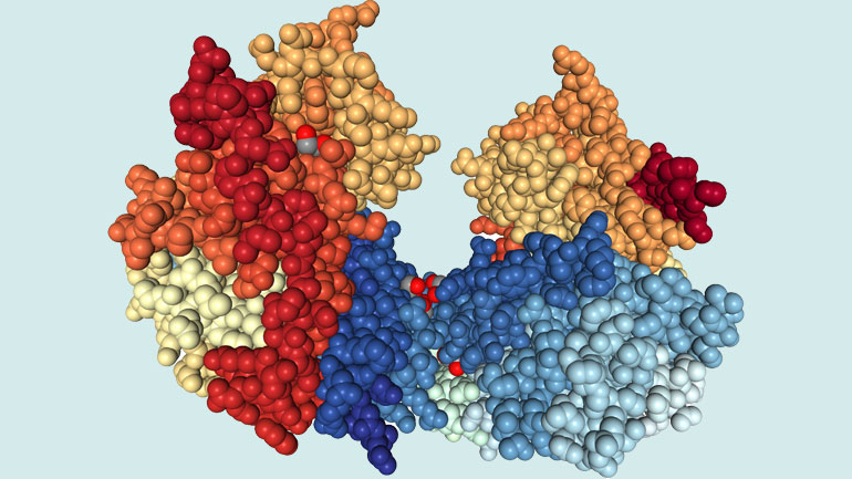 3D-Darstellung des Enzyms Glycerinkinase, das sich für dazu eignet, Phosphorgruppen in andere Moleküle einzuführen. 