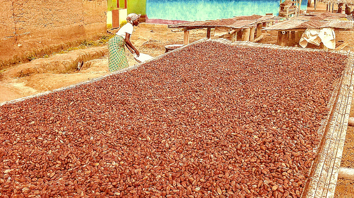 Auf einer Kakaofarm in Ghana: Bis zu zwei Wochen lagern die Kakaobohnen in der Sonne zum Trocknen, ehe sie weiterverarbeitet werden.