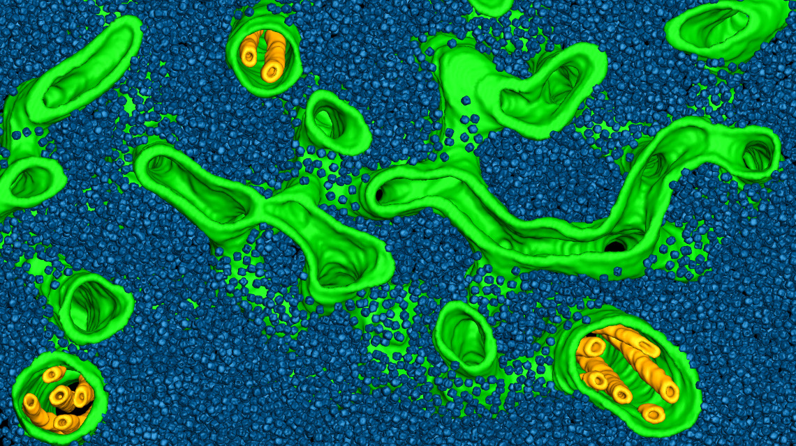 Die Tubulusmembranen (grün und gelb) des Pyrenoids sind umspült von einem “Meer” aus Rubiscoenzymen (blau).