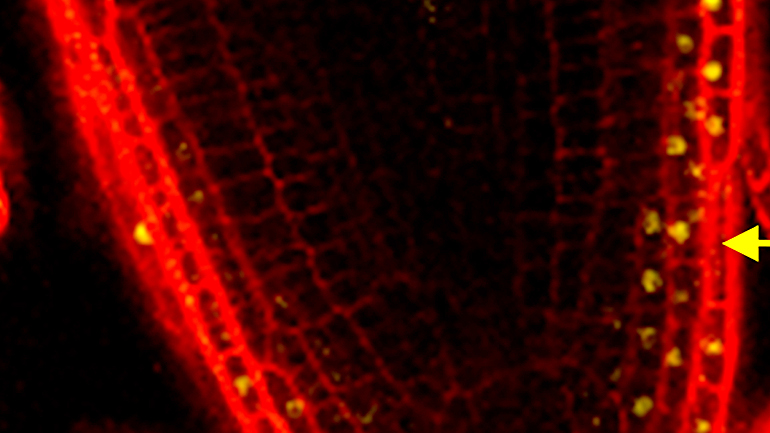 Das Phytohormon Auxin (fluoreszierend am rechten Bildrand) hemmt das Wachstum einseitig und krümmt dadurch die Arabidopsis-Wurzel. 