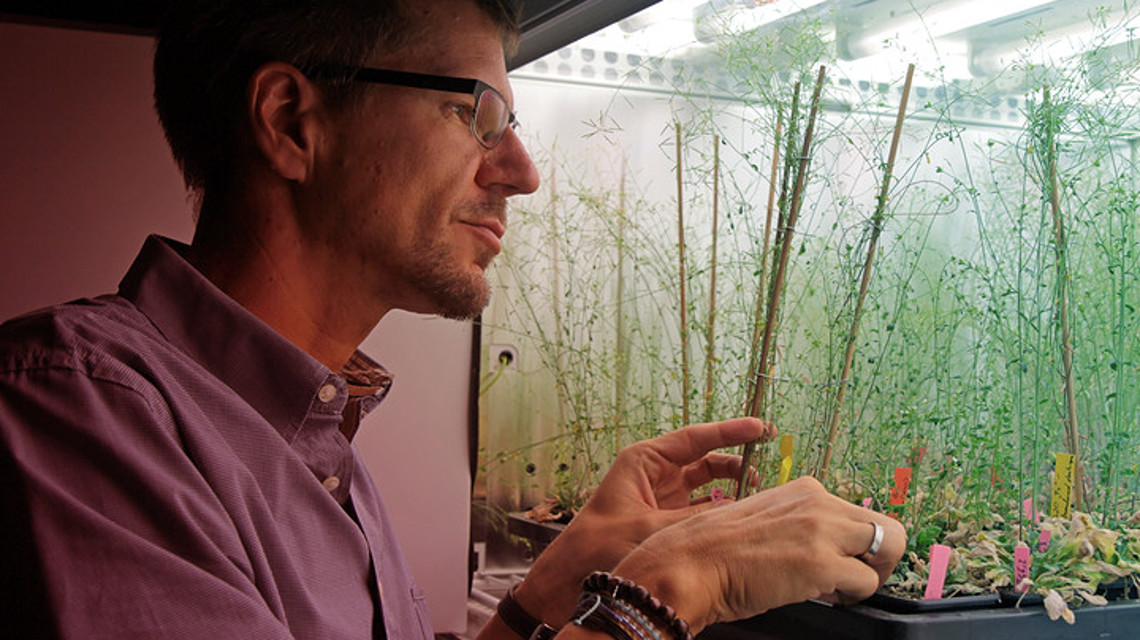 Entwicklungsbiologe Arnd Schnittger hat mithilfe der Ackerschmalwand den Auslöser der Genomverdopplung bei Pflanzen klären können. 