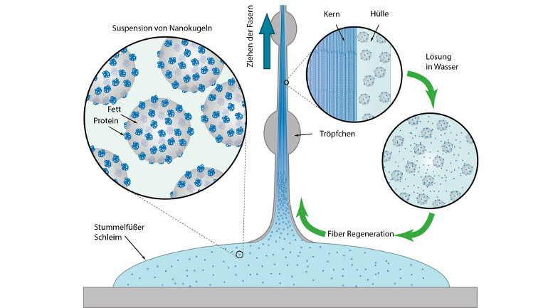 Der Schleim von Stummelfüßern enthält Nanokugeln aus Fetten und Proteinen. Scherkräfte bewirken, dass die Proteine Fasern bilden, die von einer fettreichen Schicht eingehüllt werden. Diese lösen sich in Wasser zu den ursprünglichen Nanopartikeln auf.