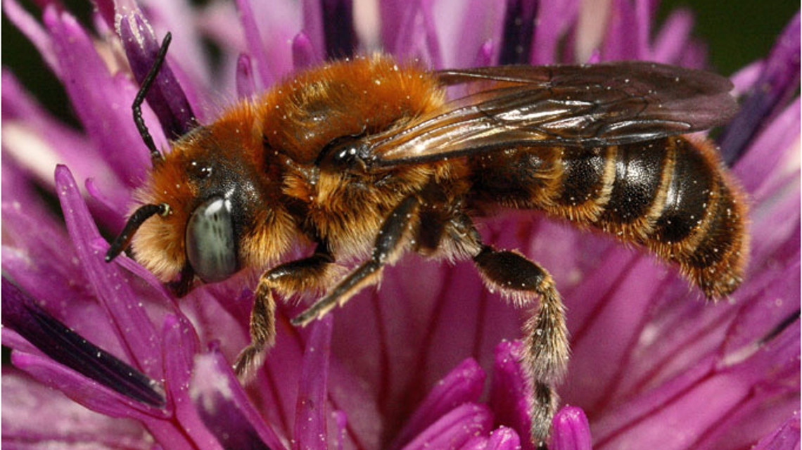 Auch Mauerbienen wie diese Natternkopf-Mauerbiene (Osmia adunca) sind vom Insektensterben betroffen.