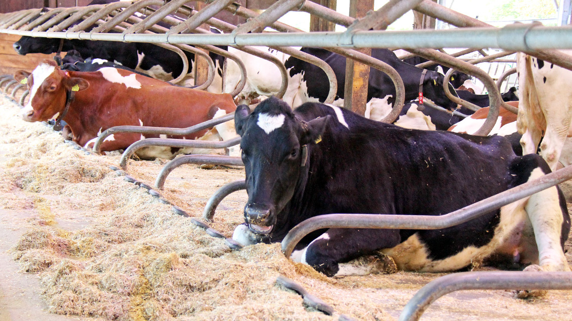 Durch das richtige Licht ruhen die Kühe länger und suchen häufiger den Melkroboter auf. Das fördert die Tiergesundheit.