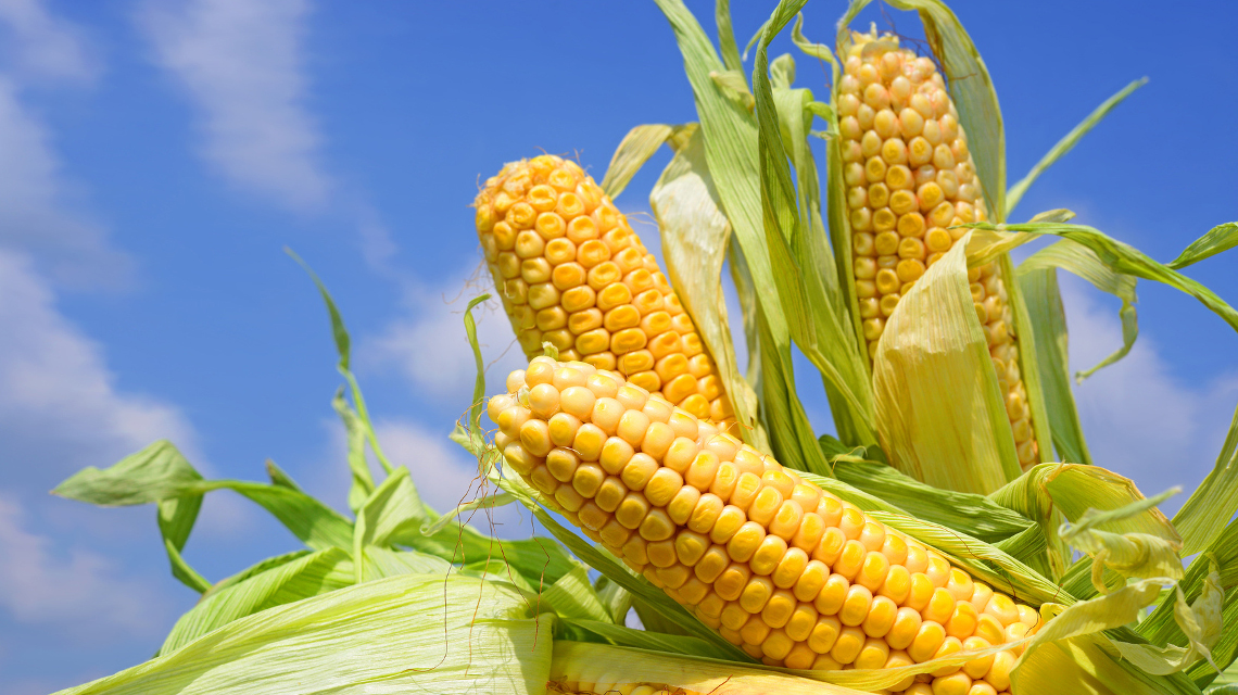 Pilzkrankheiten beim Mais früh erkennen, könnte Ernteausfälle verhindern.
