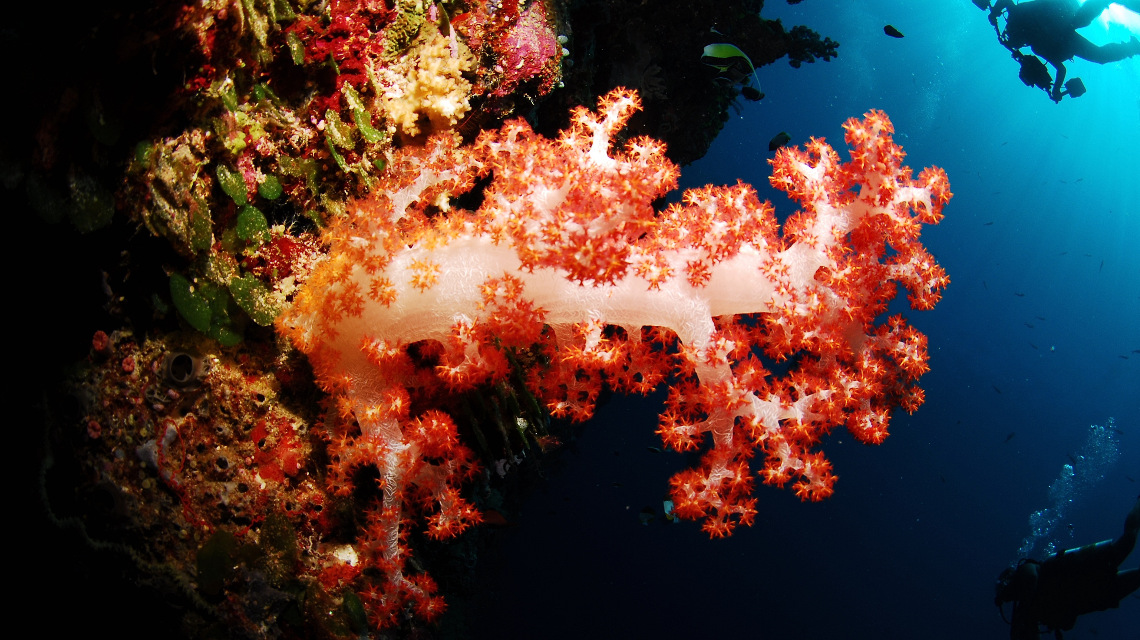 Eine Korallenart aus dem meer könnte Frauen mit Brustkrebs helfen.