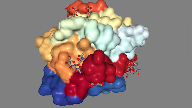 3D-Darstellung des Enzyms Chloroperoxidase