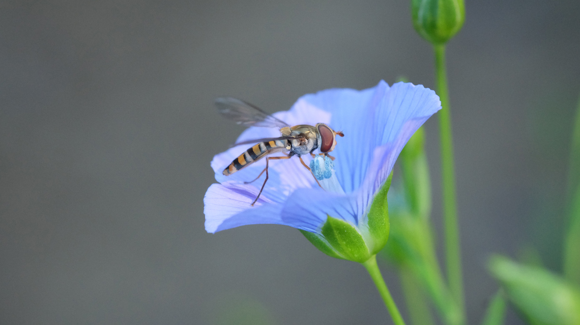 Der Anbau von Arznei- und Gewürzpflanzen könnte mithelfen, den Rückgang bei den Insekten zu stoppen. Im Bild die Schwebfliege Episyrphus balteatus auf einer Leinblüte.