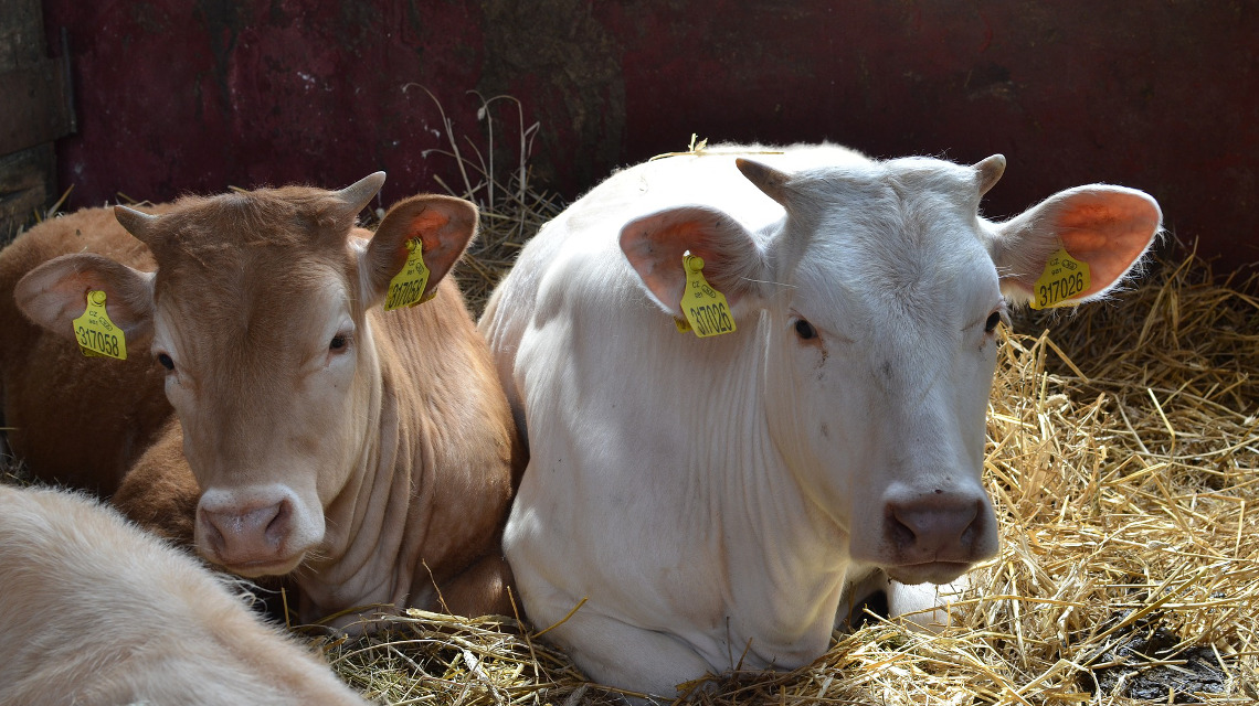 18 Kilogramm Futter vertilgen Kühe pro Tag. Verdaut wird es mithilfe von Millionen Bakterien im Kuhmagen. 