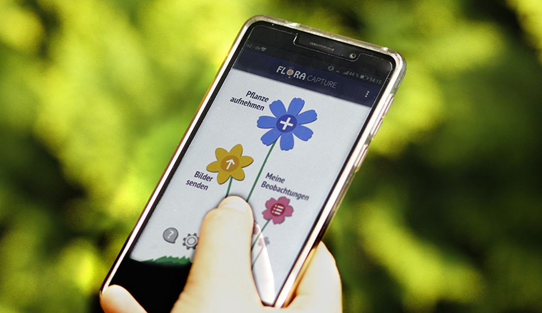 Mit der App "Flora Incognita" können Pflanzen bestimmt werden. 