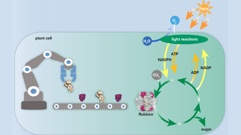 Fließbandarbeit: Das Chaperonin-System hilft dabei, die Rubisco-Untereinheiten korrekt zu falten und zum funktionellen Enzym zusammenzusetzen. Rubisco ist das Schlüsselenzym der Photosynthese.