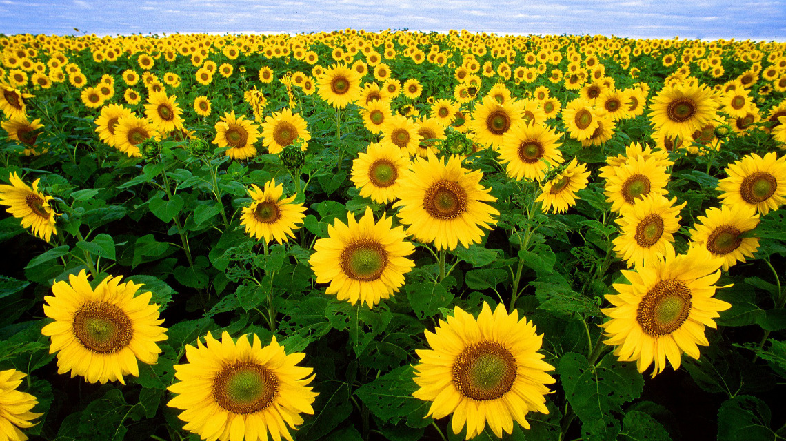 Die Sonnenblume ist äußerst anfällig gegen Krankheiten. Forscher wollen das ändern.
