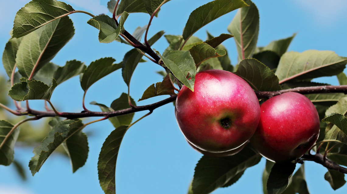 An Apfelbäumen in NRW sollen Mini-Container getestet werden, die Pflanzenschutzmittel nach Bedarf freisetzen.