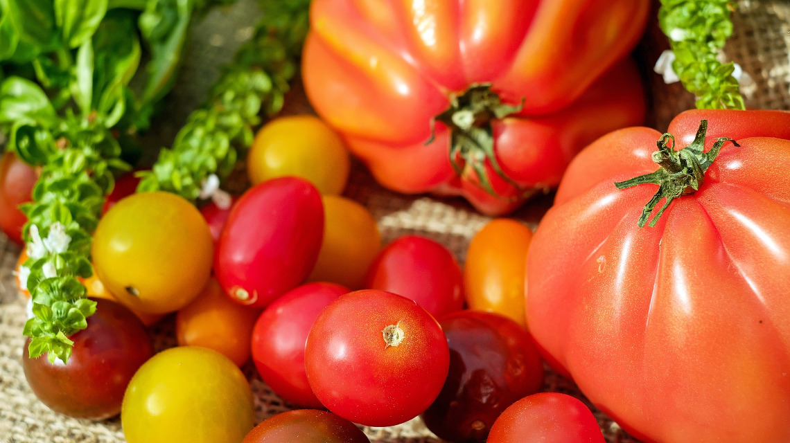 : Bunte Mischung - Tomatenzüchtung bringt große Vielfalt auf den Teller.