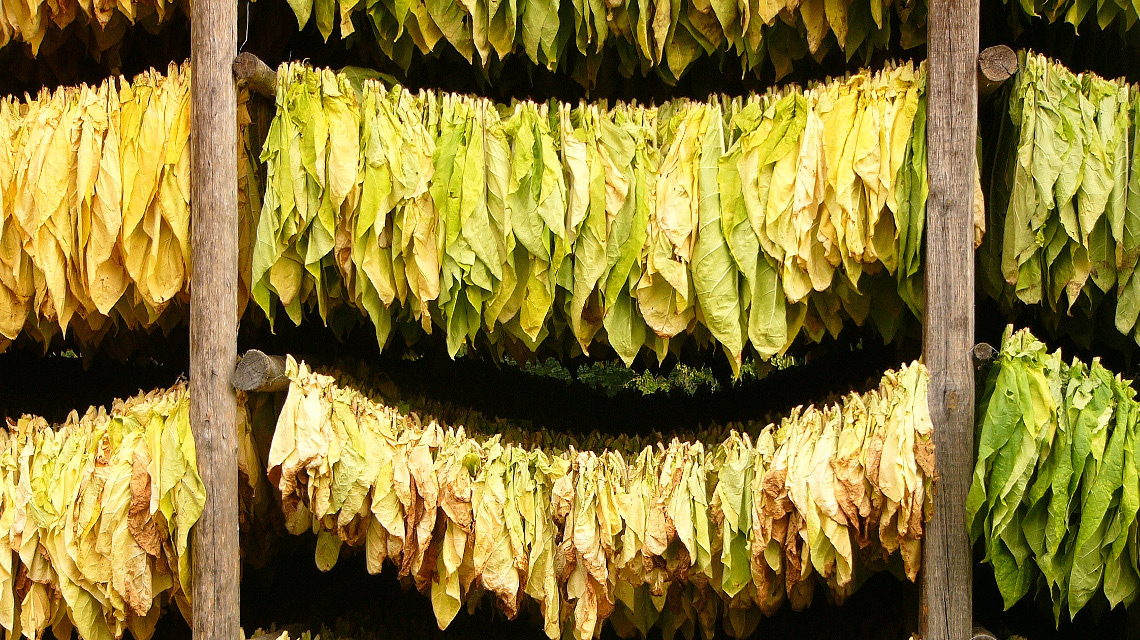 Das EU-Projekt NEWCOTIANA hat zum Ziel neue Tabaksorten zu züchten, die als hocheffiziente Biofabriken arbeiten. (im Bild: Tabakblätter beim Trocknen)