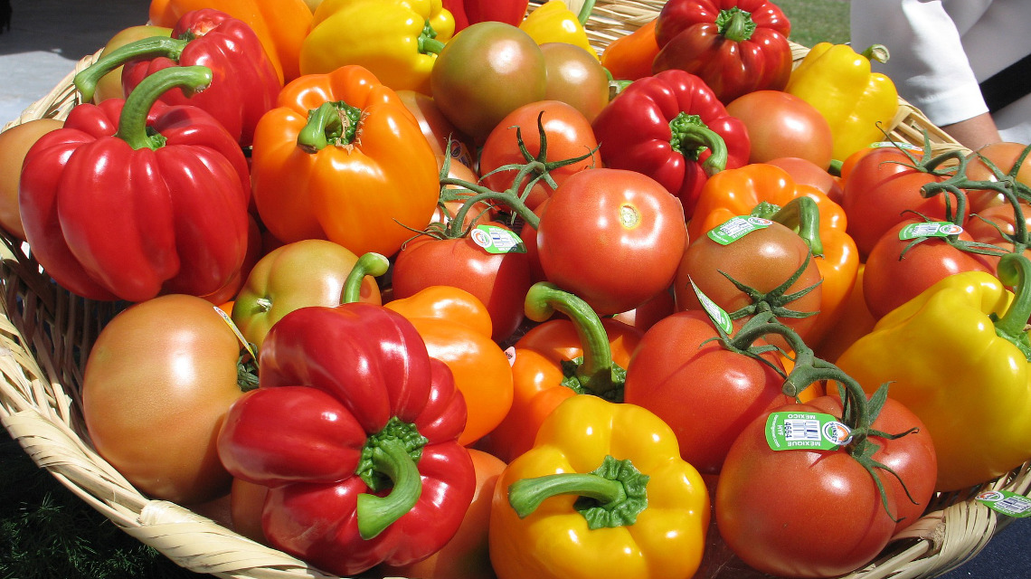 Wenn Tomaten- und Paprikapflanzen befallen sind, gibt es kaum Rettung: Verantwortlich sind spezielle Bakterien, die die Pflanzenzellen angreifen und zersetzen.