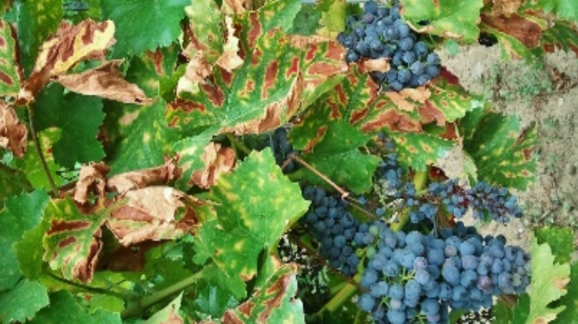 Das NanoProtect-Projekt zielt darauf ab, ein Heilmittel für Erkrankungen von Weinreben zu finden.