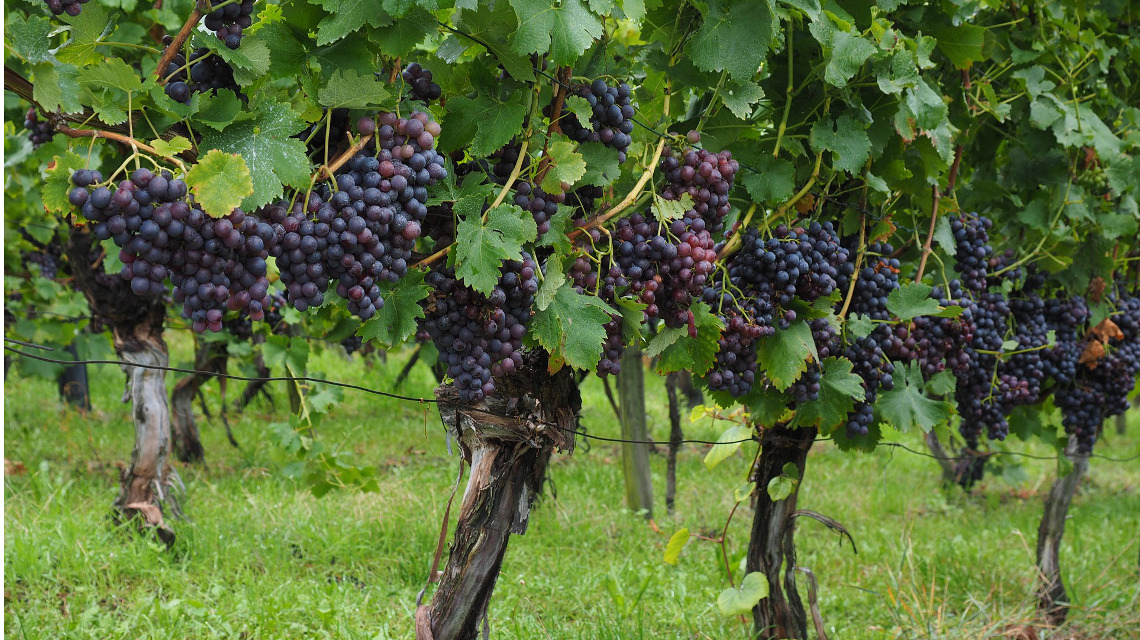 Pflanzenreste aus dem Weinanbau könnten als Rohstoffe dienen, um mikrobiologisch pflanzliche Aromastoffe zu produzieren.