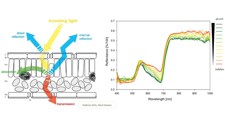 Weg des Lichtes durch pflanzliches Gewebe mit den Anteilen Transmission, Absorption und Reflexion (links) und spektrale  Reflexion eines Gerstenblattes in Abhängigkeit vom Krankheitsbefalle (rechts)