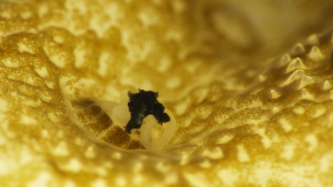 Ein Korallenpolyp nimmt einen Mikroplastikpartikel (in schwarz) auf.