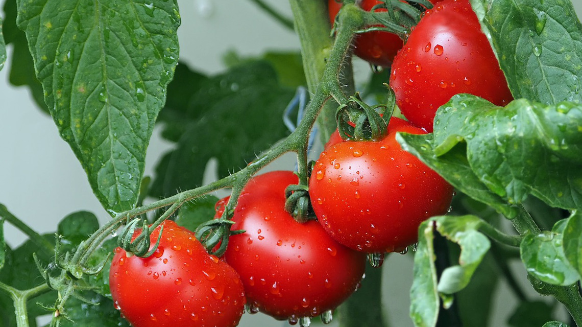 Neben Mikroorganismen  können auch Tomaten als Biofabriken genutzt werden, um beispielsweise Wirkstoffe für Arzneimittel zu produzieren.