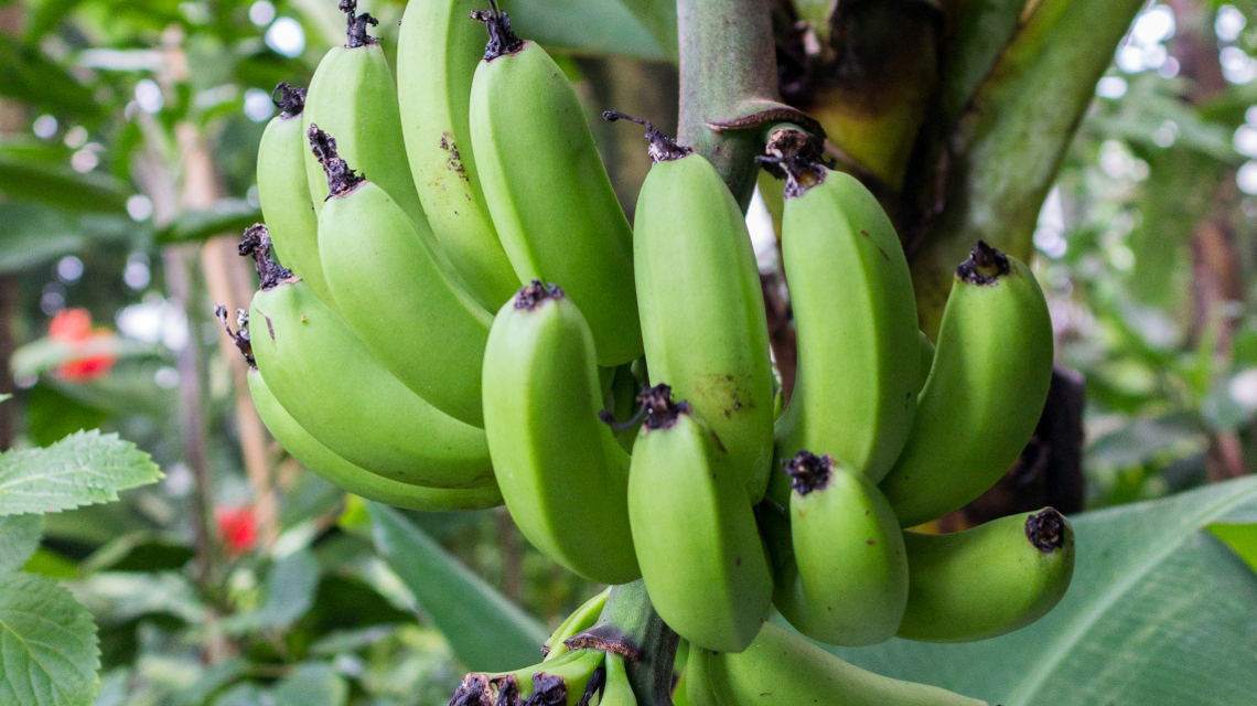 In Afrika und Asien werden die Schalen der Bananenart Musa acuminata seit langem zur Wundversorgung genutzt.