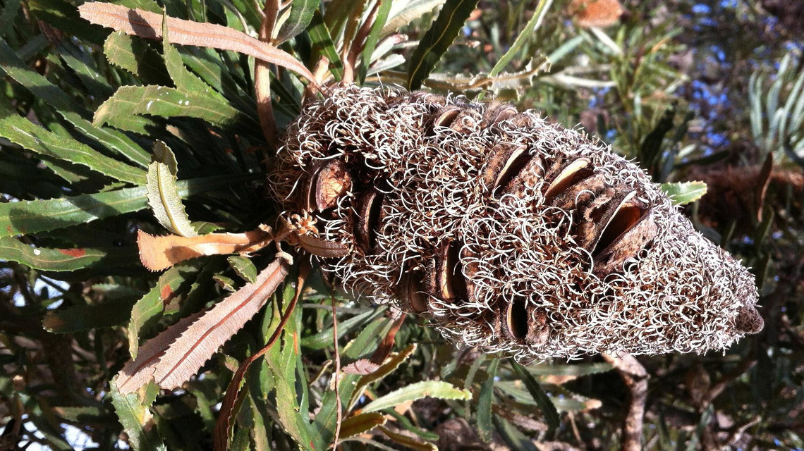 Reife Frucht von Banksia attenuata aus Westaustralien: Die Samenkapsel in dem verholzten Zapfen gehen bei Hitze und entwickeln Wachse, die Risse in der Fruchtwand kitten. auf