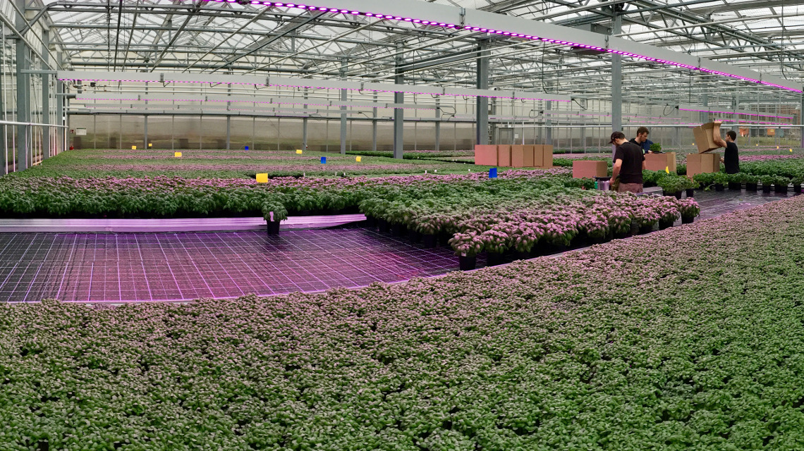 Basilikumanbau in der Aquaponik-Farm des Berliner Start-ups ECF Farmsystems.