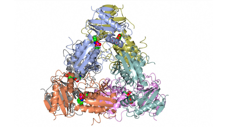 Enzymstruktur: Eines der Projektresultate: So sieht die Kristallstruktur der Aminotransferase BCAT des hyperthermophilen Archaeons Archaeoglobus fulgidus aus.
