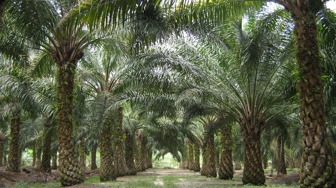 Palmölplantage in Malaysia: Das Land ist neben Indonesien der größte Palmölproduzent der Welt. 