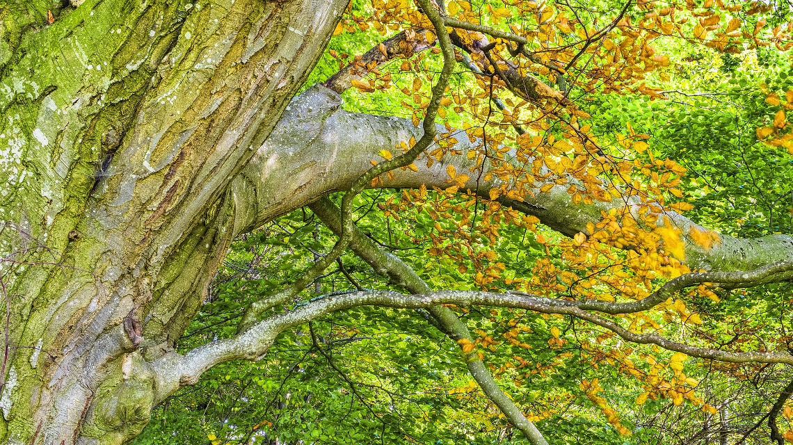 Waldwachskundler aus München fanden heraus, dass Bäume wie Buchen zwar schneller wachsen, dass Holz aber auch leichter ist. 