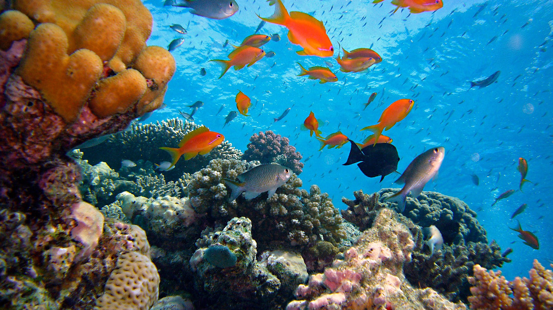 Korallenriffe sind der Lebensraum vieler Meeresbewohner. Doch das marine Ökosystem ist gefährdet.